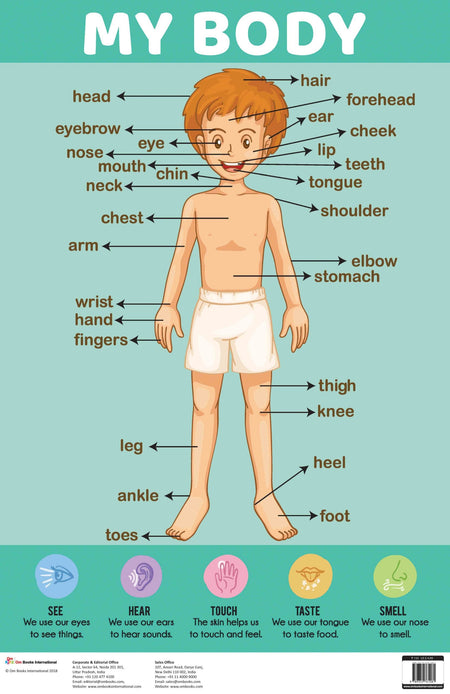 My Body : Charts - Om Books