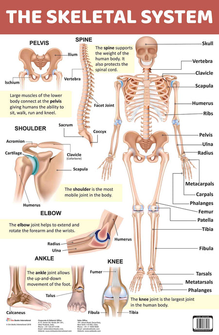 The Skeletal System : Charts - Om Books