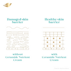 Dove Advanced Sensitive Care Body Wash With Ceramide & Nutrient Cream