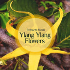 Old Tree Ylang Ylang Essential Oil