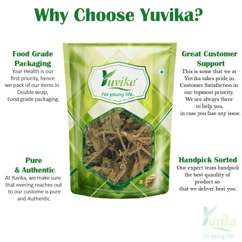 Yuvika Gurmar Leaves - Gudmar Leaves - Gymnema Sylvestre - Periploca Of The Woods