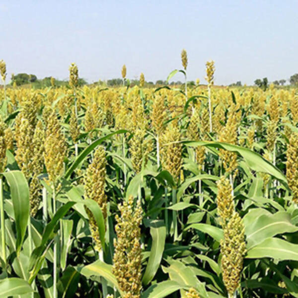Freshon Jowar Bijapur - Sorghum Millet - Distacart