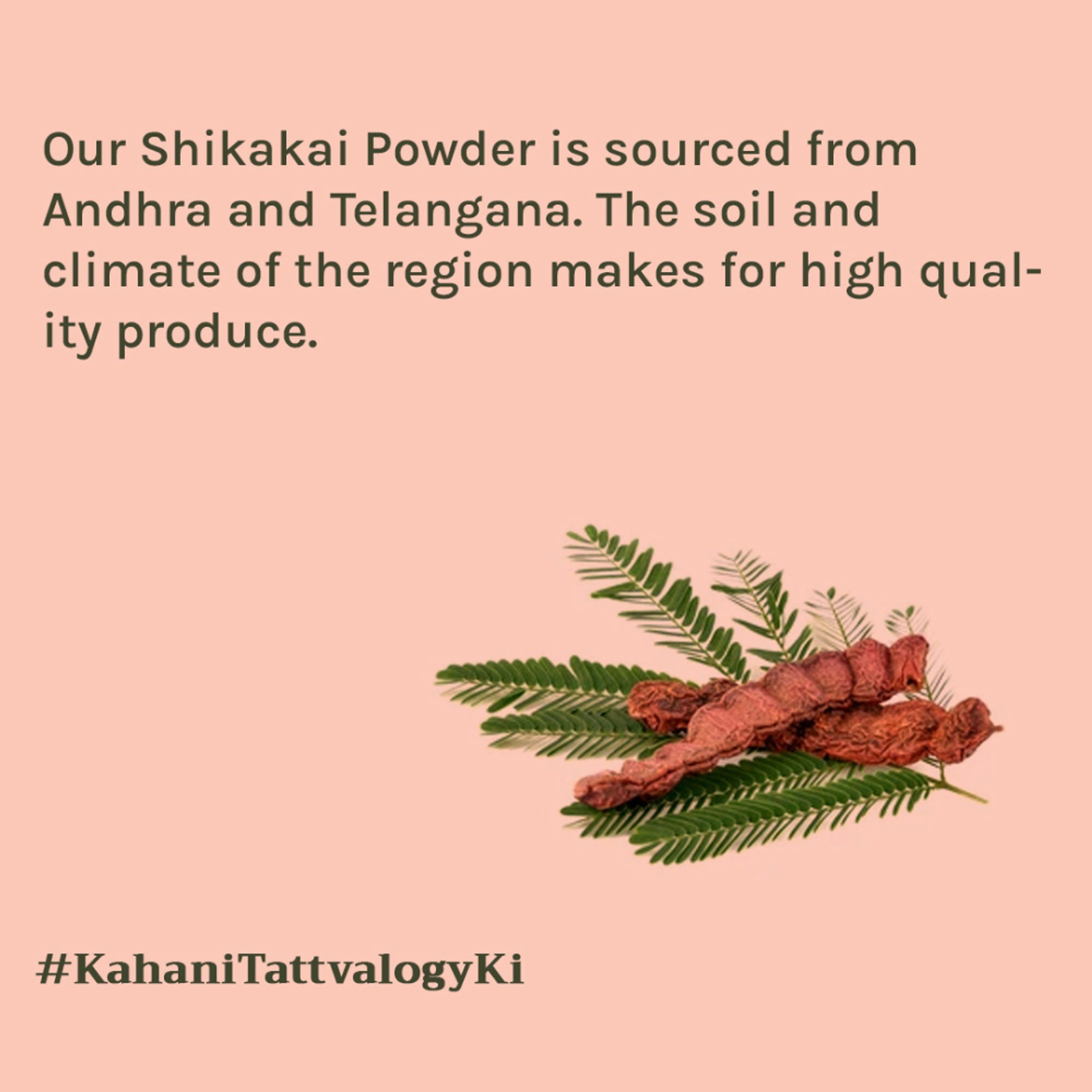 Tattvalogy Natural Shikakai Powder - Herbal Hair Mask which Conditions & Adds Shine for Silky Hair