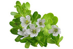 Luxura Sciences Organic Brahmi Oil for Hair Growth
