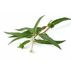 Mesmara Herbal Bhringraj Powder 100g - Distacart