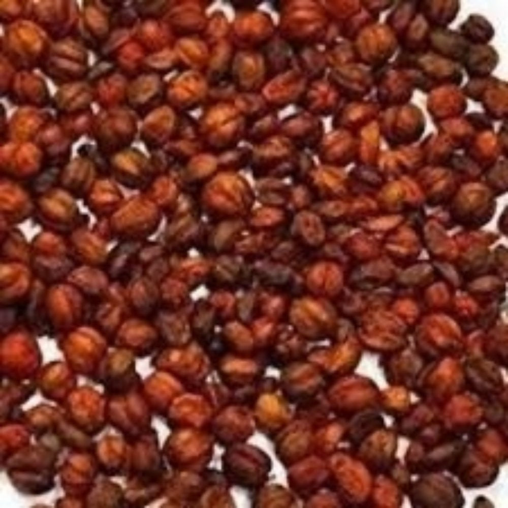 Nxtgen Ayurveda Malkangani Seeds
