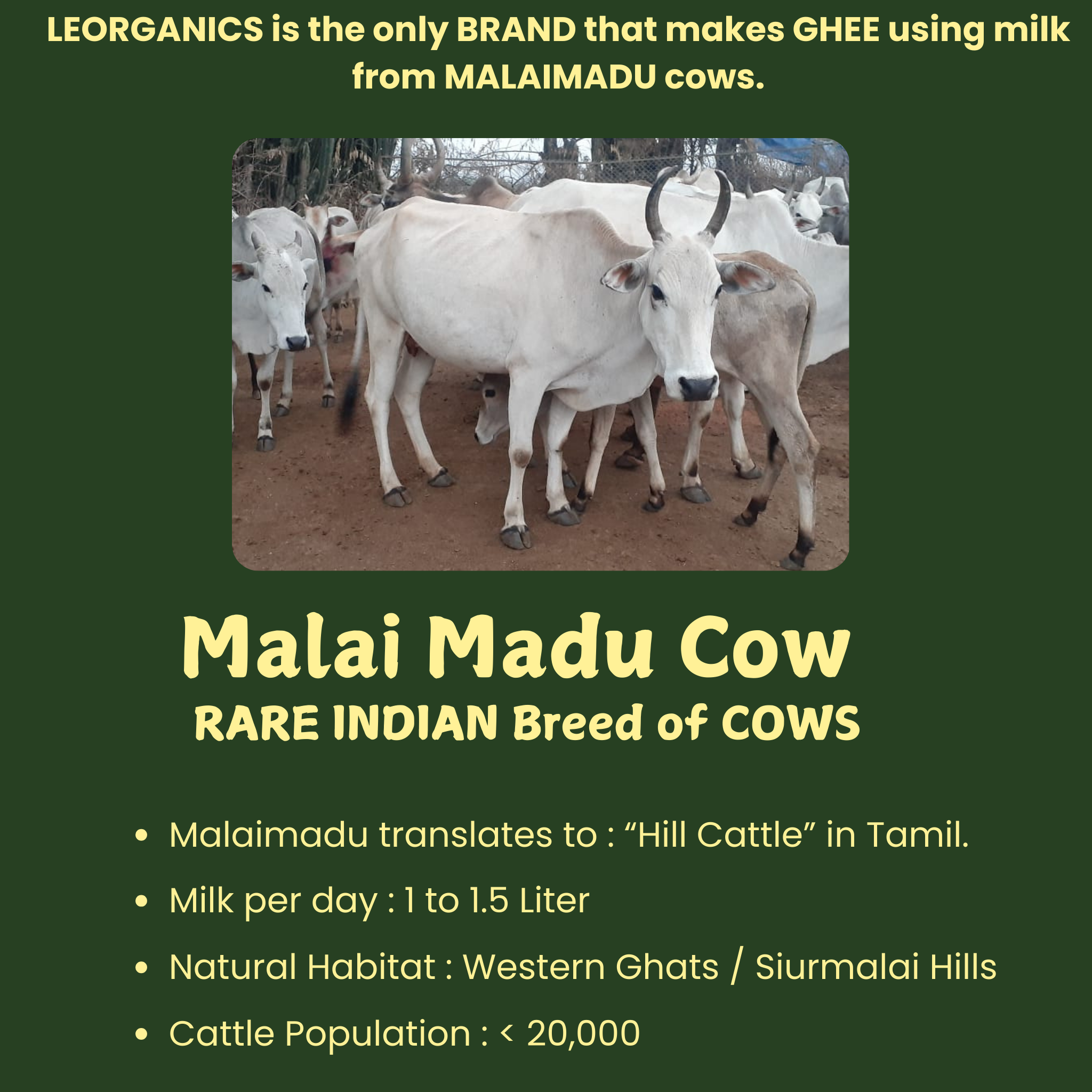 Le Organics A2 Cow Ghee | Cultured Desi Ghee | Homemade & Certified Organic Ghee - Distacart