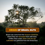 Urban Platter Brazil Nuts - Distacart