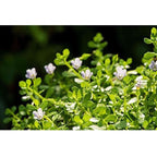 Mesmara Herbal Brahmi Powder 100g - Distacart