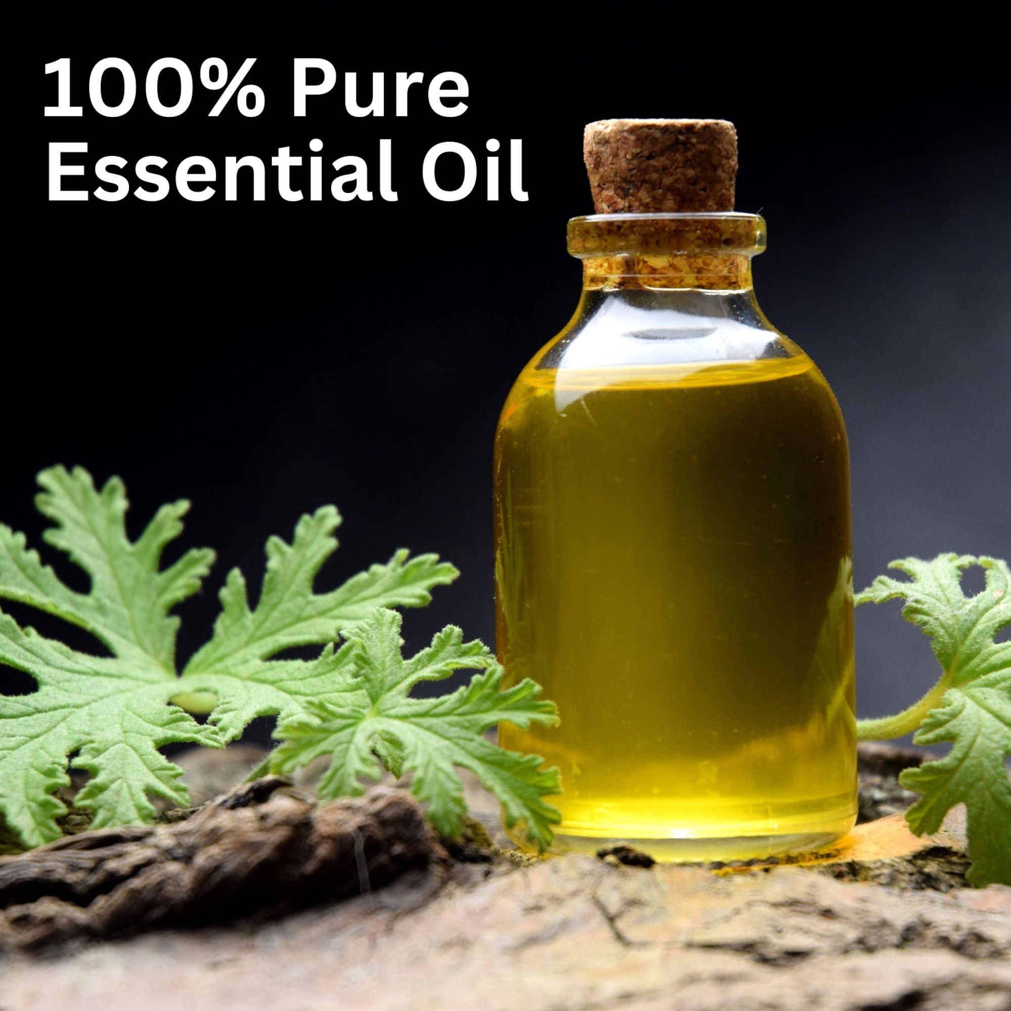 Aroma Treasures Citronella Pure Essential Oil