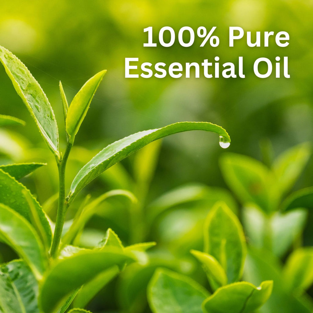 Aroma Treasures Tea Tree Pure Essential Oil