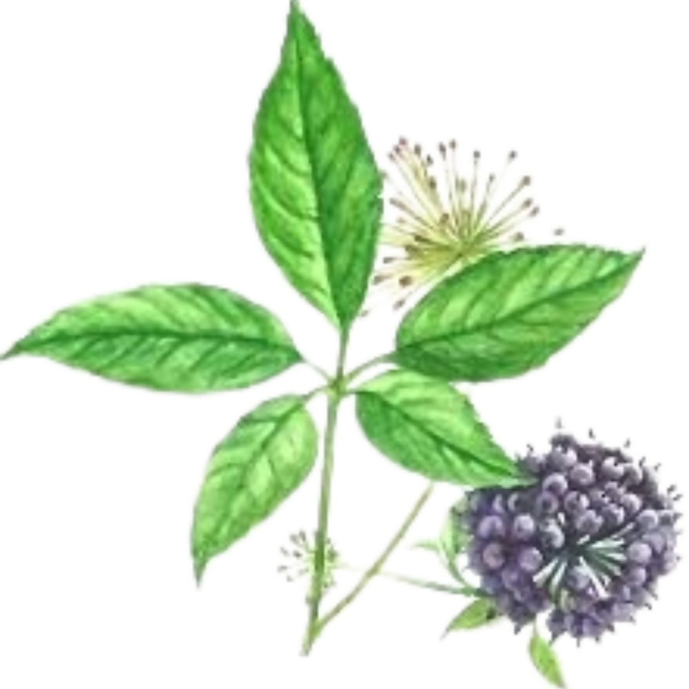 Nxtgen Ayureveda Siberian Ginseng Root Extract