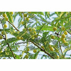 Mesmara Herbal Amla Powder 125 g - Distacart