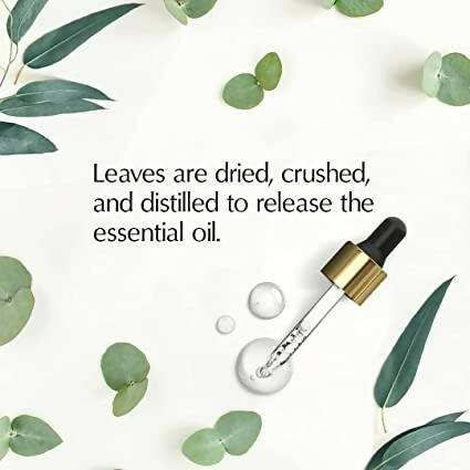 The Beauty Co. Eucalyptus Essential Oil