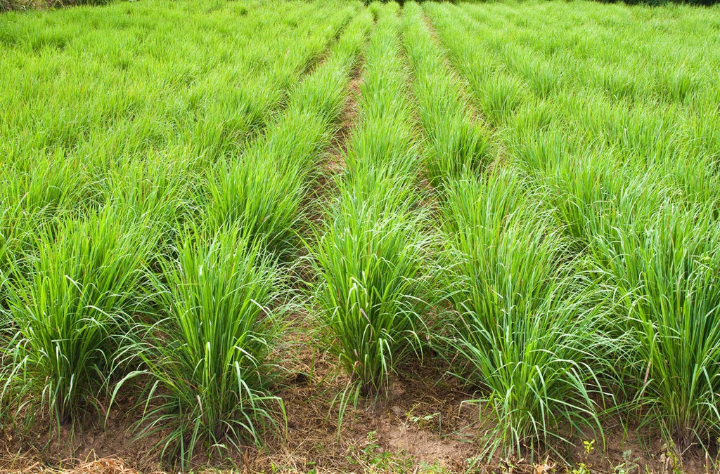Luxura Sciences Lemon Grass Essential Oil