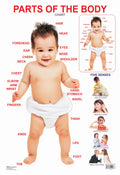 Dreamland Publications Educational Chart for Kids - Parts of The Body - Distacart
