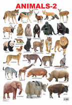 Dreamland Publications Educational Chart for Kids - Animals-2 - Distacart