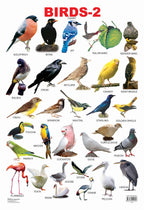 Dreamland Publications Educational Chart for Kids - Birds-2 - Distacart