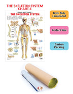Dreamland Publications Educational Chart for Kids - The Skeletal System - Distacart