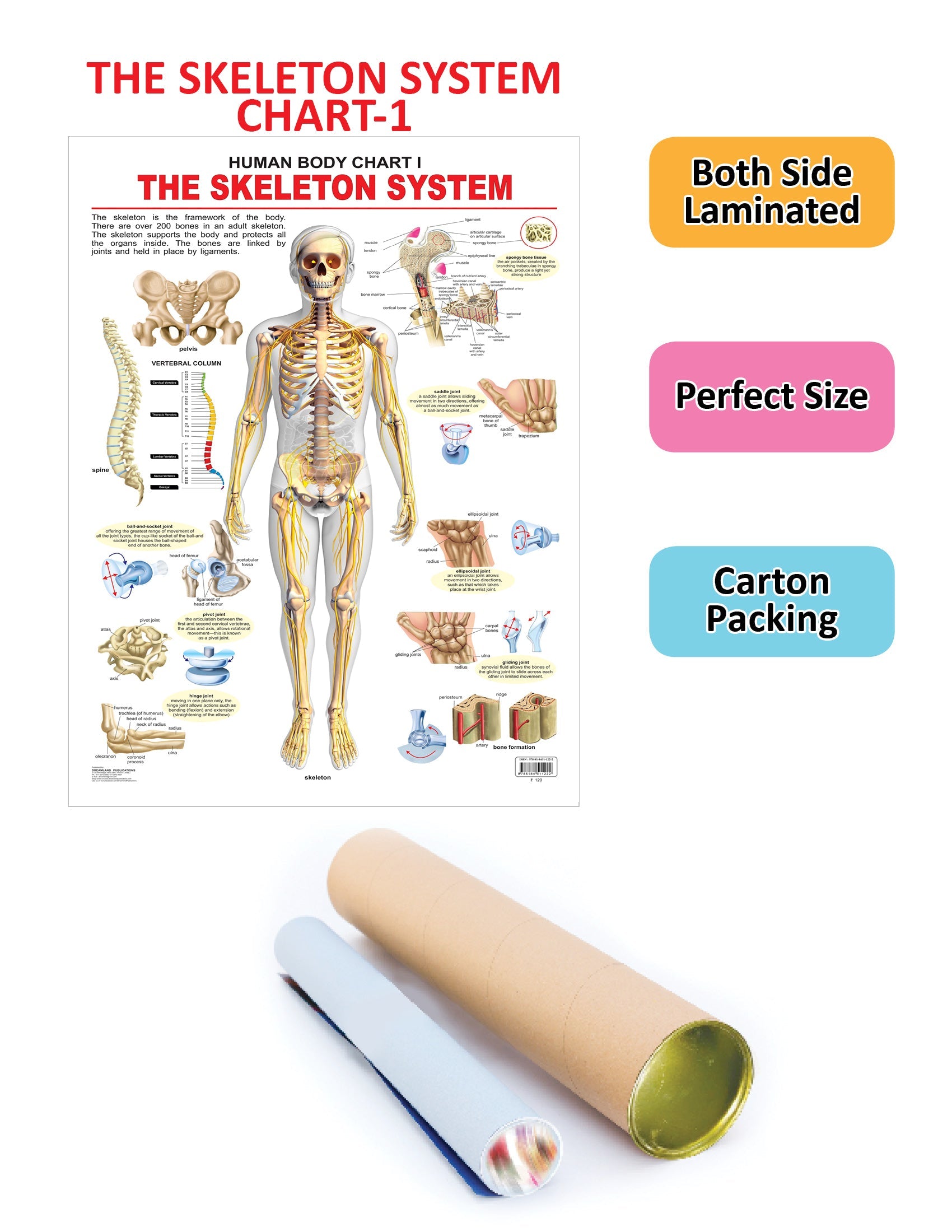 Dreamland Publications Educational Chart for Kids - The Skeletal System - Distacart