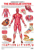 Dreamland Publications Educational Chart for Kids - The Muscular System - Distacart
