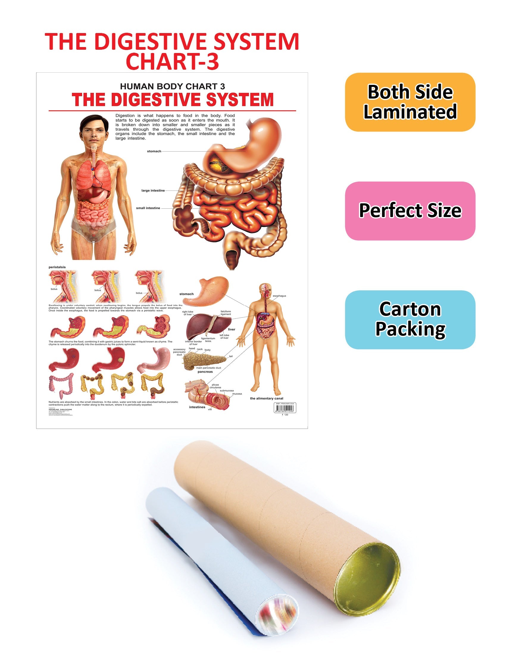 Dreamland Publications Educational Chart for Kids - The Digestive System - Distacart