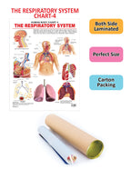 Dreamland Publications Educational Chart for Kids - The Respiratory System - Distacart
