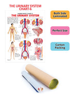 Dreamland Publications Educational Chart for Kids - The Urinary System - Distacart