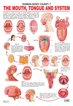 Dreamland Publications Educational Chart for Kids - The Mouth, Tongue & Speech - Distacart