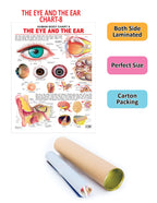 Dreamland Publications The Eye & the Ear : Children Reference Educational Laminated Chart - Distacart
