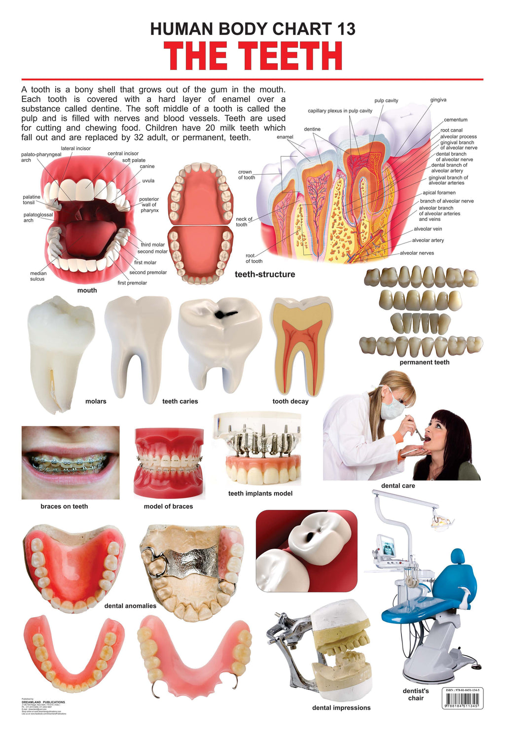 Dreamland Publications Educational Chart for Kids - The Teeth - Distacart