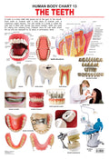 Dreamland Publications Educational Chart for Kids - The Teeth - Distacart