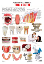 Dreamland Publications Educational Chart for Kids - The Teeth - Distacart