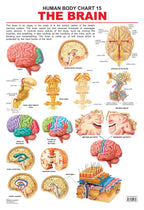Dreamland Publications Educational Chart for Kids - The Brain - Distacart
