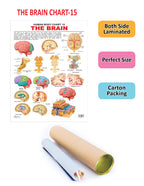 Dreamland Publications Educational Chart for Kids - The Brain - Distacart