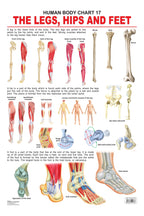 Dreamland Publications The Hips, Legs & Feet : Children Reference Educational Laminated Chart - Distacart