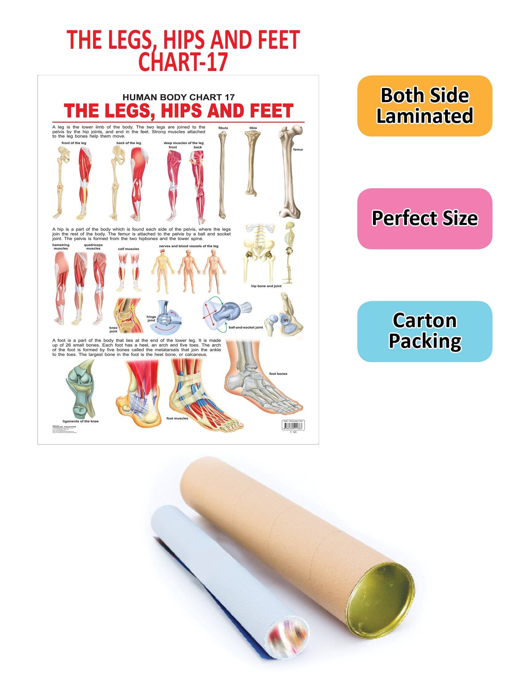 Dreamland Publications The Hips, Legs & Feet : Children Reference Educational Laminated Chart - Distacart