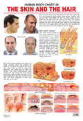 Dreamland Publications The Hair & the Skin : Children Reference Educational Laminated Chart - Distacart