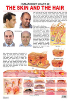 Dreamland Publications The Hair & the Skin : Children Reference Educational Laminated Chart - Distacart