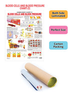 Dreamland Publications Educational Chart for Kids - The Blood Group, Cells & Pressure - Distacart