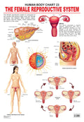 Dreamland Publications Educational Chart for Kids - The Female Reproductive System - Distacart