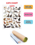 Dreamland Publications Cat Chart : Children Reference Educational Laminated Chart - Distacart