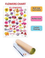 Dreamland Publications Educational Chart for Kids - Flower - Distacart