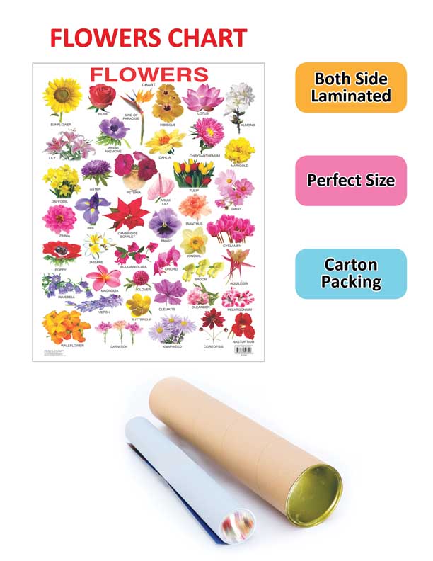 Dreamland Publications Educational Chart for Kids - Flower - Distacart