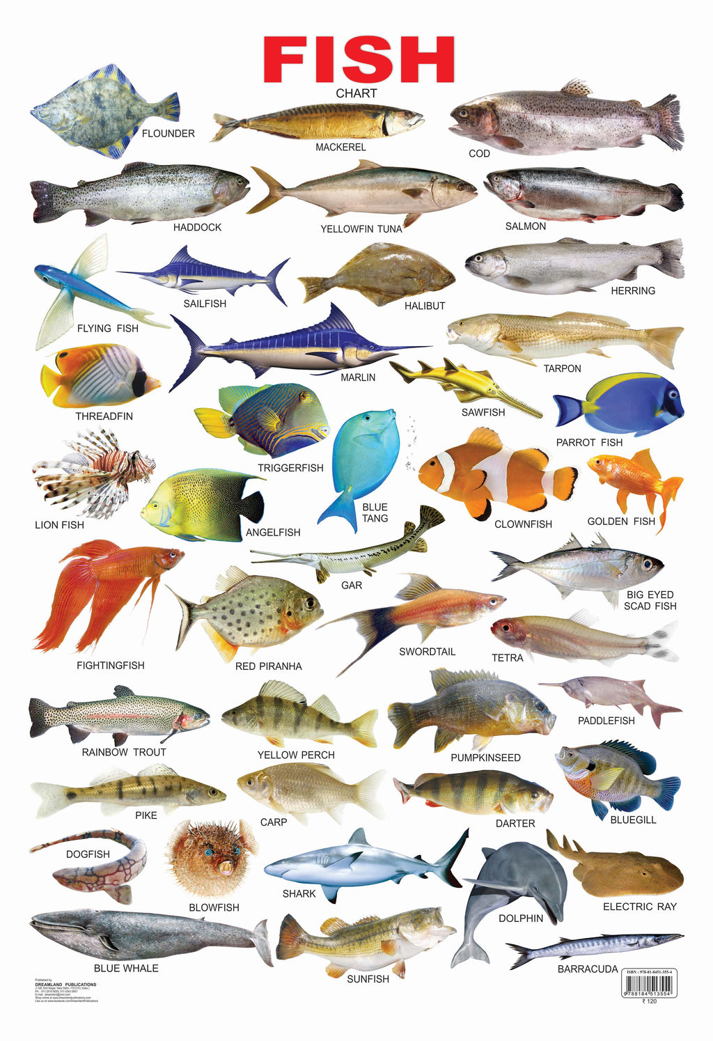Dreamland Publications Educational Chart for Kids - Fish - Distacart