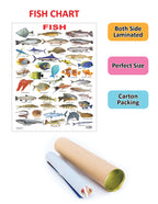 Dreamland Publications Educational Chart for Kids - Fish - Distacart