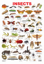 Dreamland Publications Educational Chart for Kids - Insect - Distacart