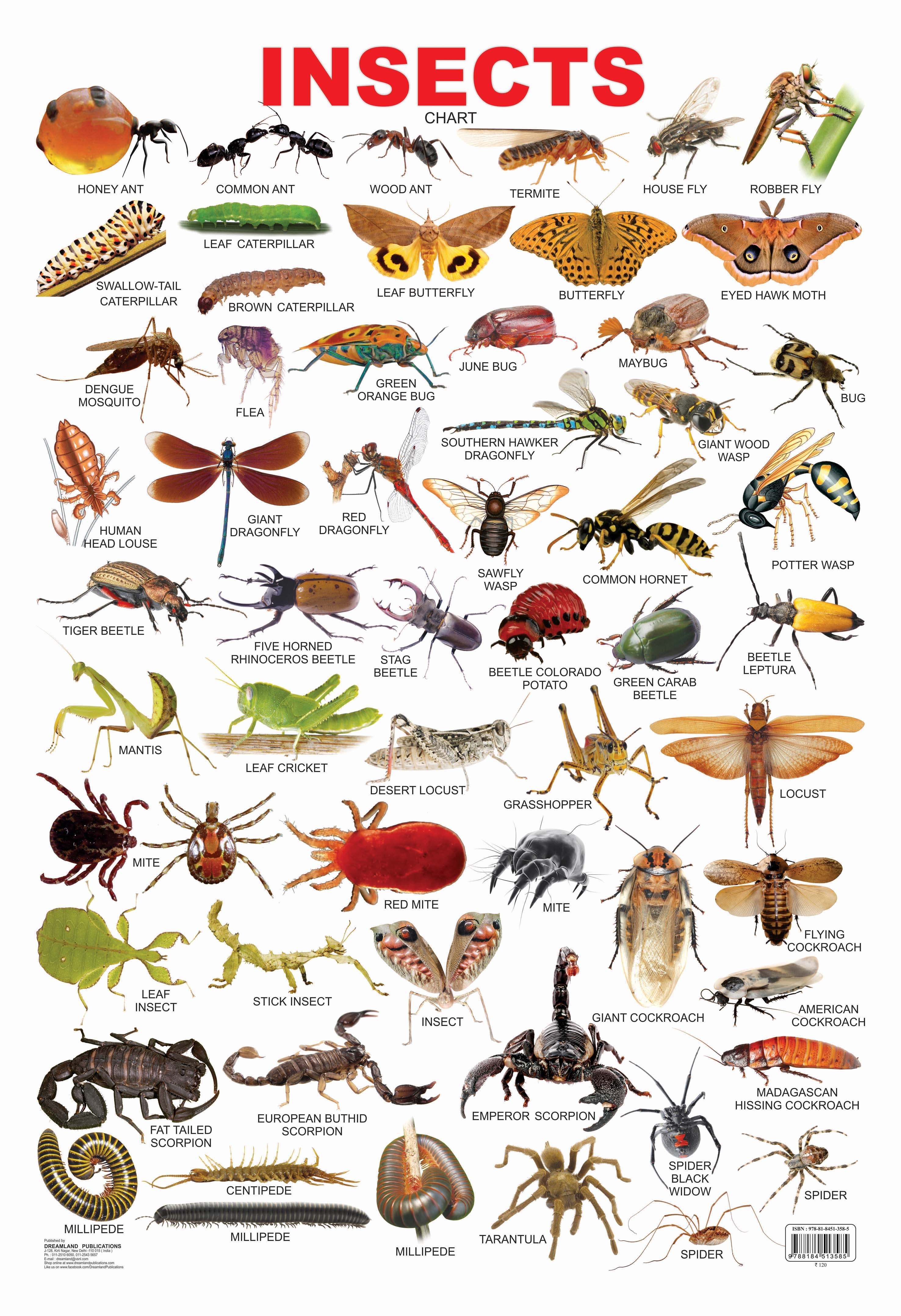 Dreamland Publications Educational Chart for Kids - Insect - Distacart