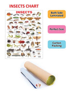 Dreamland Publications Educational Chart for Kids - Insect - Distacart