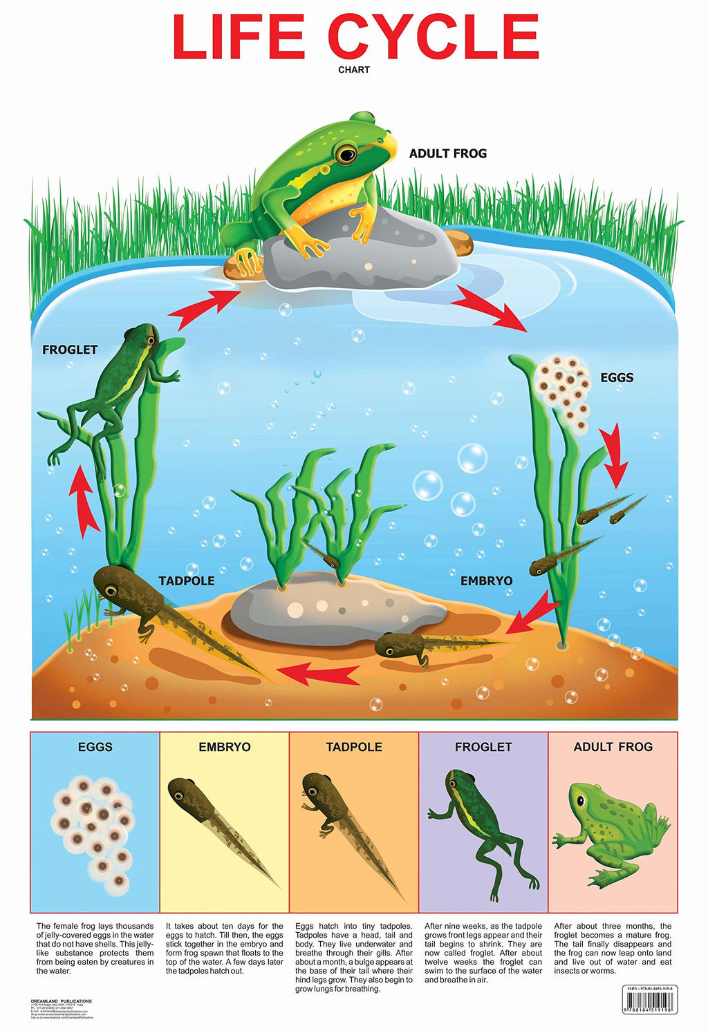 Dreamland Publications Educational Chart for Kids - Life Cycle Chart - Distacart